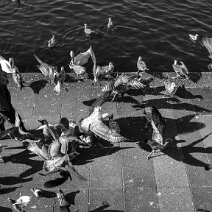 2MZ_5768_export_klein A pedestrian on the Alster